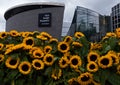 Sunflowers and Van Gogh museum