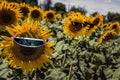 Sunflowers in various glasses under the sun in a field among other sunflowers