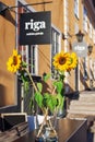 Sunflowers in a vase in the Riga Old Town Royalty Free Stock Photo