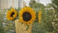 Sunflowers in a vase on a blurred background