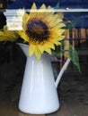 Sunflowers in a vase through the window Royalty Free Stock Photo