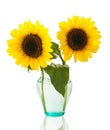 Sunflowers in vase Royalty Free Stock Photo