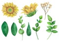 Sunflowers vector clipart. Rustic flowers clip art watercolor