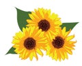 Sunflowers vector illustration