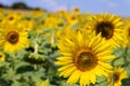 Sunflowers are a versatile plant, their seeds are a healthy snack, you can get oil from them