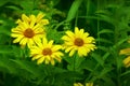 Sunflowers , very close-up shoot fantay of Nature