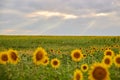 Sunflowers on village field against amazing sky. Royalty Free Stock Photo