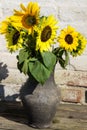 Sunflowers in vintage clay jug on wooden table Royalty Free Stock Photo