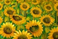 Sunflowers Vintage Oil Painting Royalty Free Stock Photo