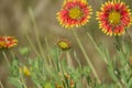 Sunflowers with Water Drops