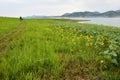 Sunflowers by the water