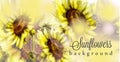 Sunflowers watercolor background Vector. Floral spring decors Royalty Free Stock Photo
