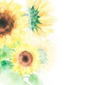 sunflowers in watercolor style blank,bright and vibrant with Generative AI Royalty Free Stock Photo