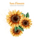 Sunflowers watercolor style isolated on white Vector. Beautiful floral decor templates