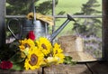 Sunflowers and Watering Can Window View