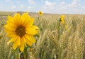 Sunflowers and Wheat Royalty Free Stock Photo