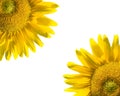 Sunflowers on white Royalty Free Stock Photo