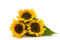 Sunflowers on white background Helianthus Royalty Free Stock Photo