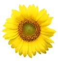 Sunflowers with white background