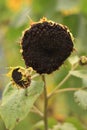 Sunflowers that are wilting and dying from hot weather.