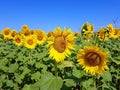 Sunflowers and wind turbines under the blue sky Royalty Free Stock Photo