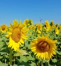 Sunflowers and wind turbines under the blue sky Royalty Free Stock Photo