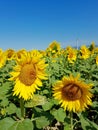 Sunflowers and wind turbines under the blue sky Royalty Free Stock Photo