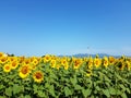 Sunflowers and wind turbines under the blue sky Royalty Free Stock Photo