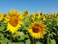 Sunflowers and wind turbines under the blue sky Royalty Free Stock Photo