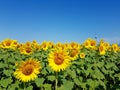 Sunflowers and wind turbines under the blue sky Royalty Free Stock Photo