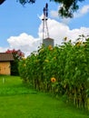 Sunflowers windmill Texas blue sky