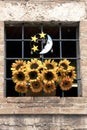 Sunflowers in window, Italy Royalty Free Stock Photo