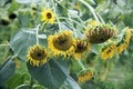 Sunflowers wither Royalty Free Stock Photo