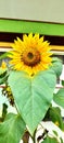 Sunflowers in the yard