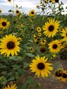 Sunflowers yellow bush bees