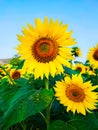 Sunflowers yellow colour bright and cheerful shining photo.