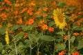 Sunflowers and Yellow cosmos or Sulfur Cosmos flowers in the park