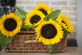 Sunflowers. yellow flowers on a basket wicker on a bricks background