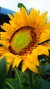 Sunflowers, yellow flowers with their beauty good for making a background