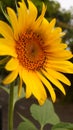 Sunflowers, yellow flowers with their beauty good for making a background