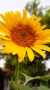 Sunflowers, yellow flowers with their beauty good for making a background