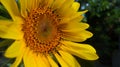 Sunflowers, yellow flowers with their beauty good for making a background