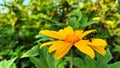 sunflowers yellow insects sitting, Tithonia diversifolia Mexican Sunflower