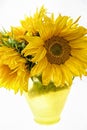 Sunflowers in yellow vase isolated on white background