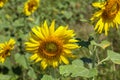 The sunflower are born in winter period or the end of year.