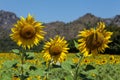 The sunflower are born in winter period or the end of year.