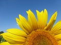 Sunflowers, zonnebloemen (Helianthus annuus) Royalty Free Stock Photo