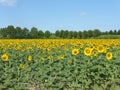 Sunflowers, zonnebloemen (Helianthus annuus) Royalty Free Stock Photo