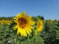 Sunflowers, zonnebloemen (Helianthus annuus) Royalty Free Stock Photo