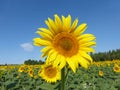 Sunflowers, zonnebloemen (Helianthus annuus) Royalty Free Stock Photo